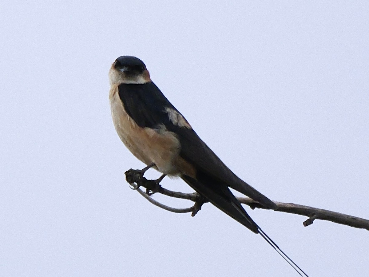 African Red-rumped Swallow - ML633721864