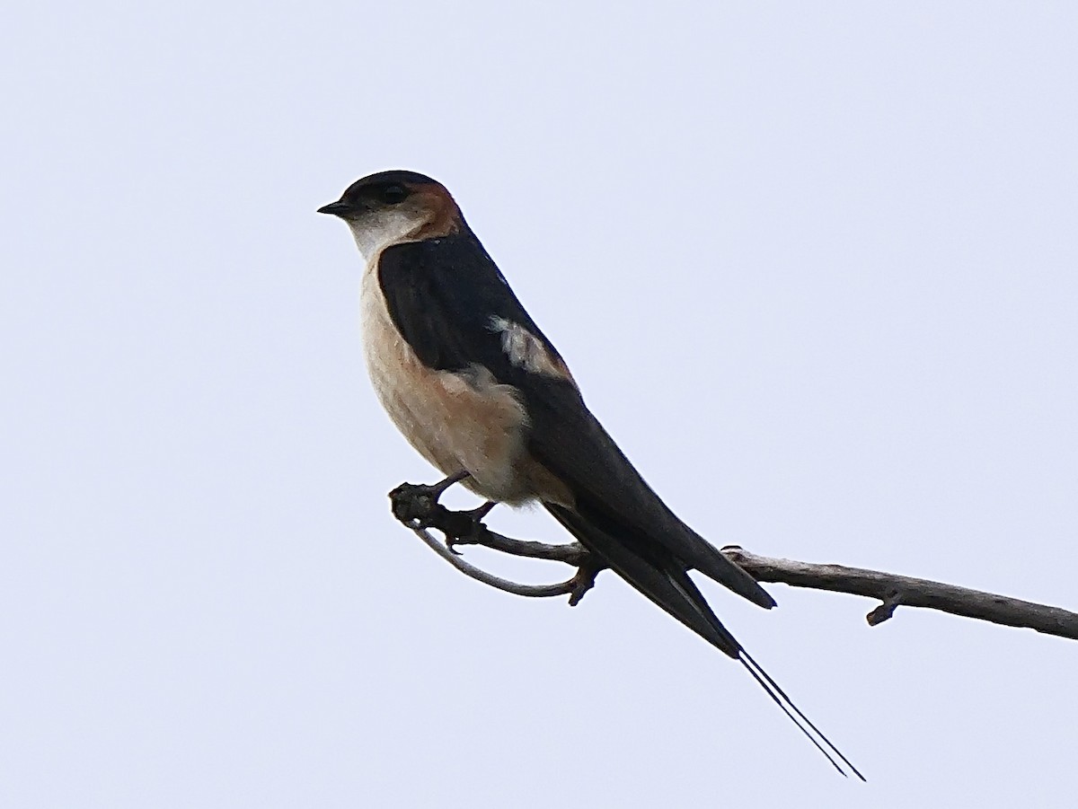 African Red-rumped Swallow - ML633721865