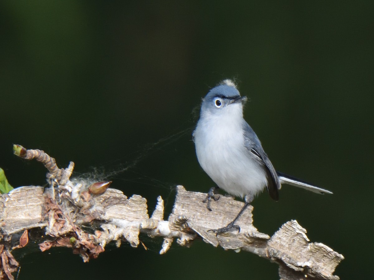 Blue-gray Gnatcatcher - ML633722257