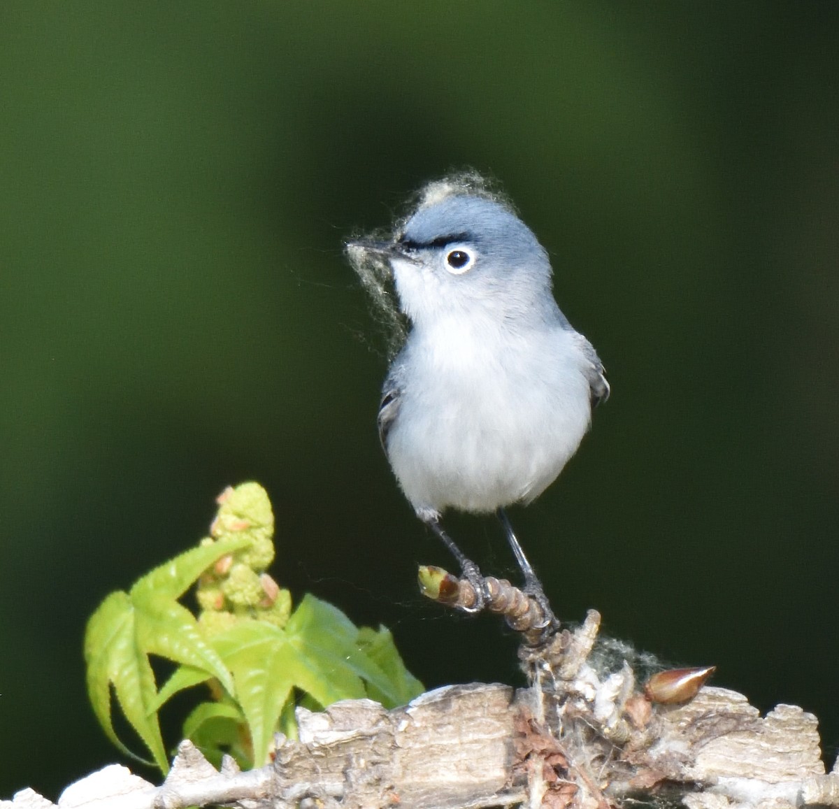 Blue-gray Gnatcatcher - ML633722259
