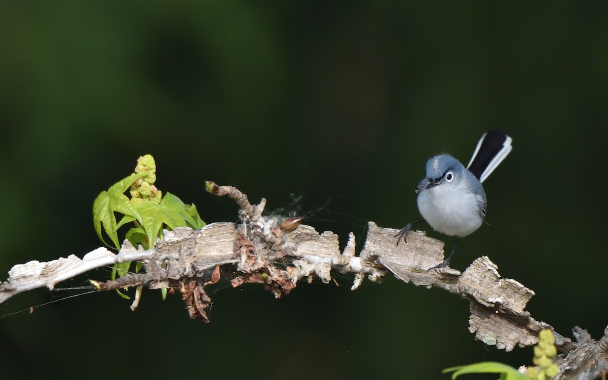 Blue-gray Gnatcatcher - ML633722261