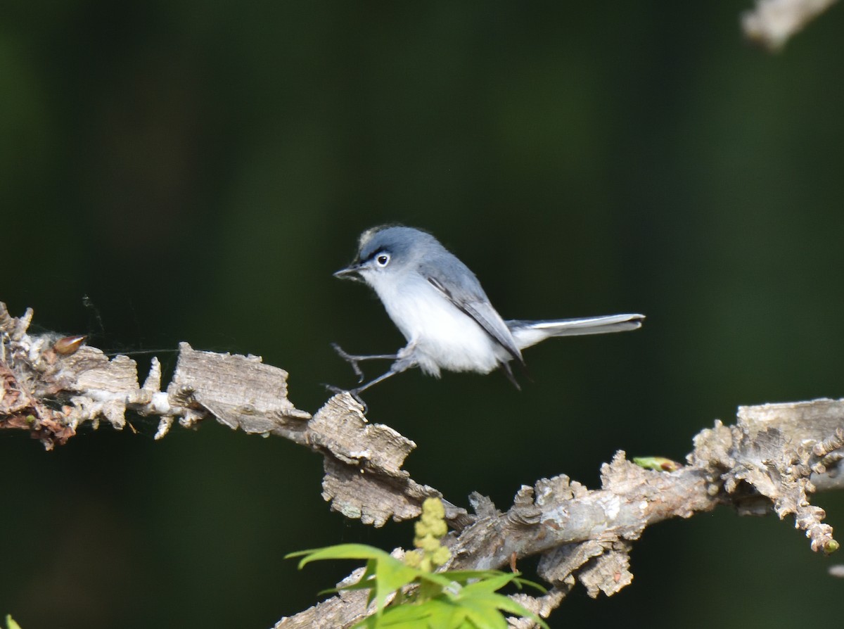 Blue-gray Gnatcatcher - ML633722263