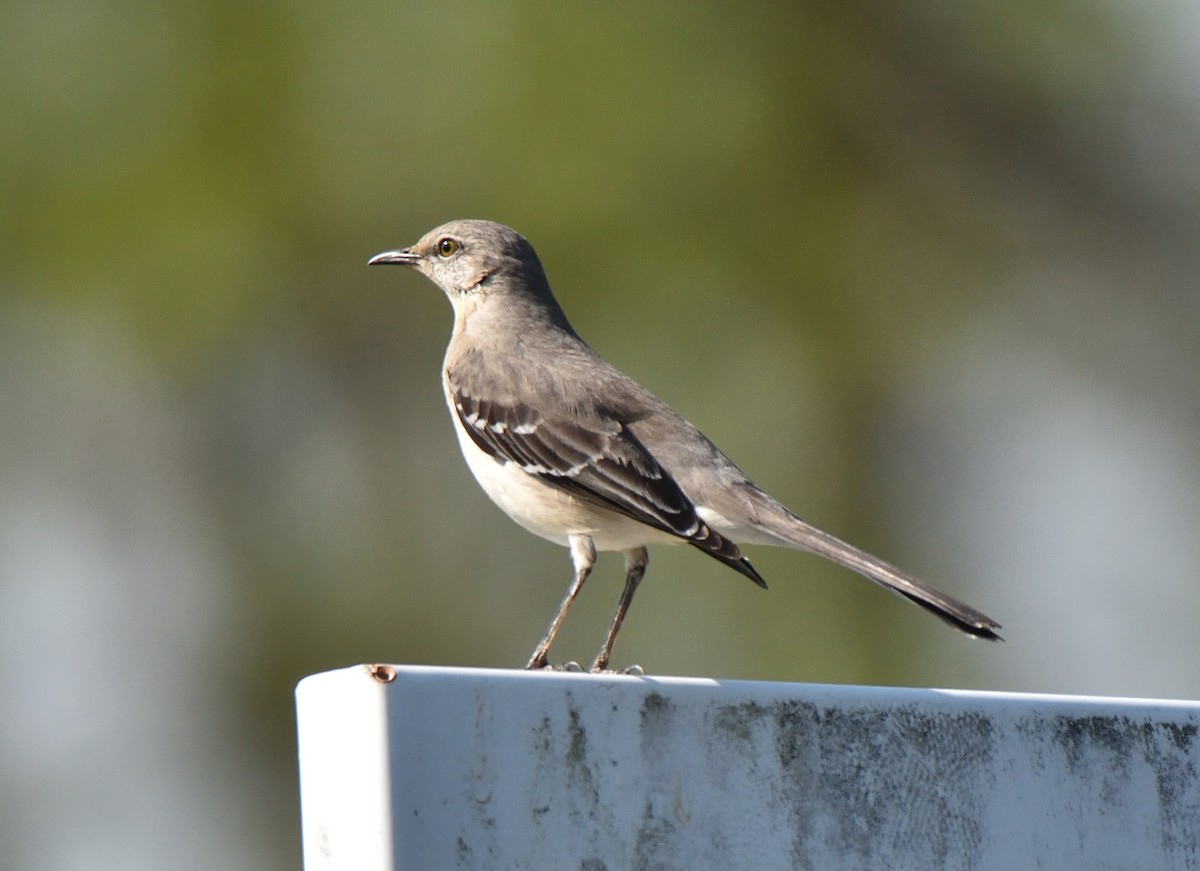 Northern Mockingbird - ML633722272