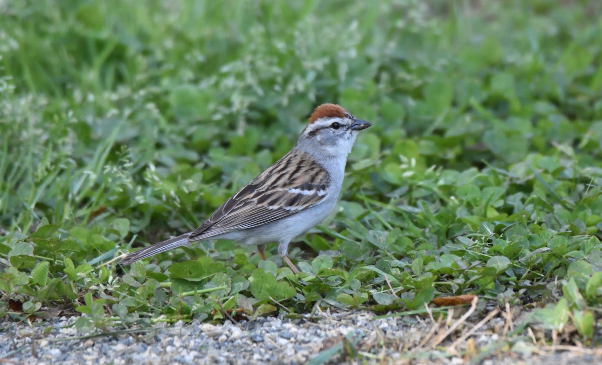 Chipping Sparrow - ML633722283