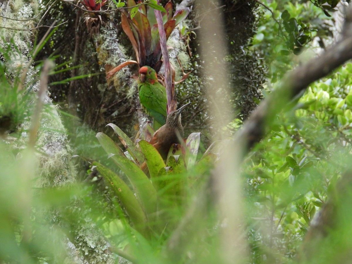Scarlet-fronted Parakeet - ML633722404