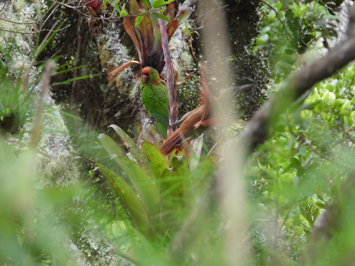 Scarlet-fronted Parakeet - ML633722409