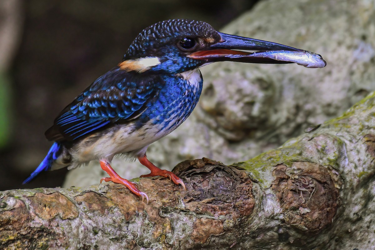 Malaysian Blue-banded Kingfisher - ML633722411