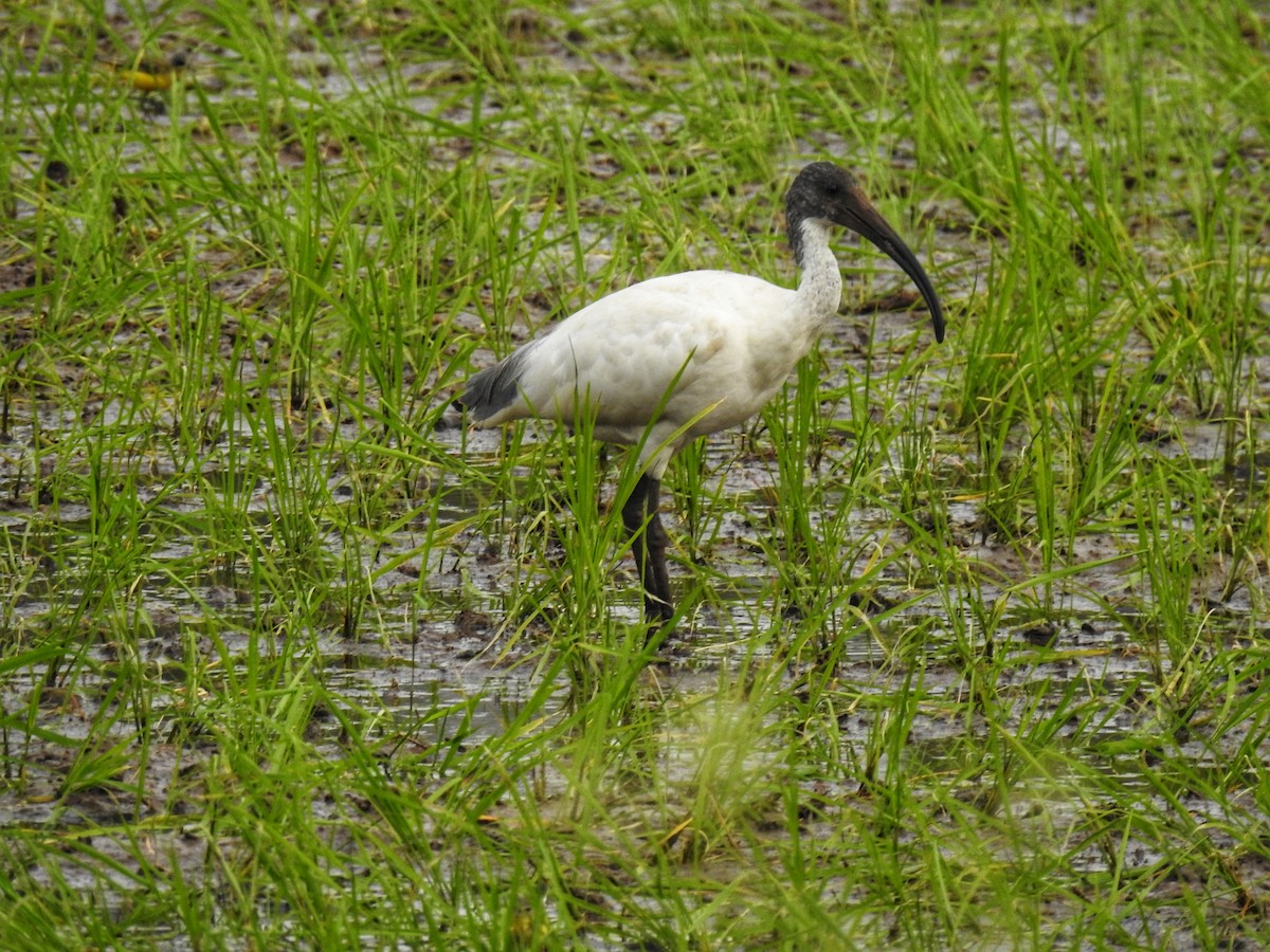 ibis černohlavý - ML633722811
