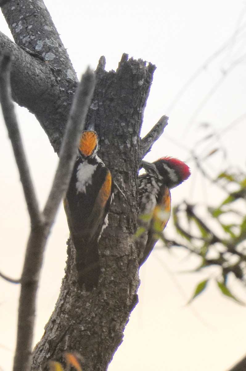 datel zlatoramenný - ML633722970