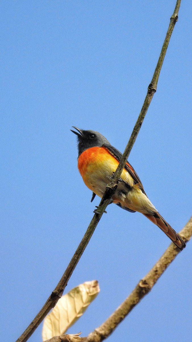 Small Minivet - ML633722991