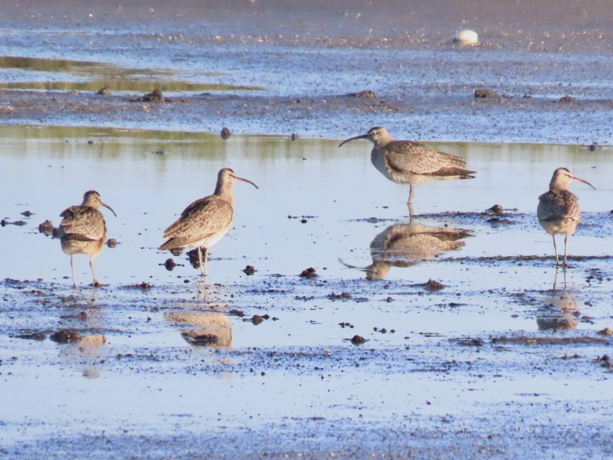 Whimbrel (Hudsonian) - ML633723011