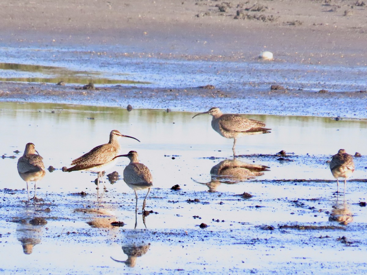 Whimbrel (Hudsonian) - ML633723016
