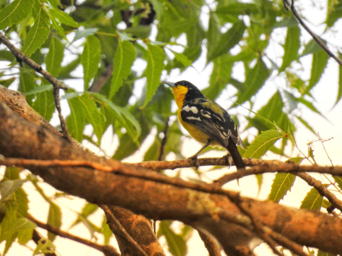 jora černokřídlá - ML633723190