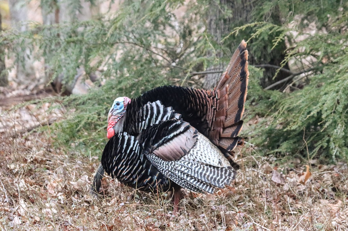 Wild Turkey - ML633723210
