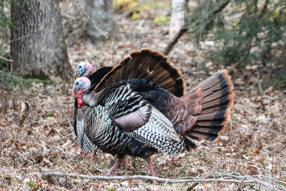 Wild Turkey - ML633723212