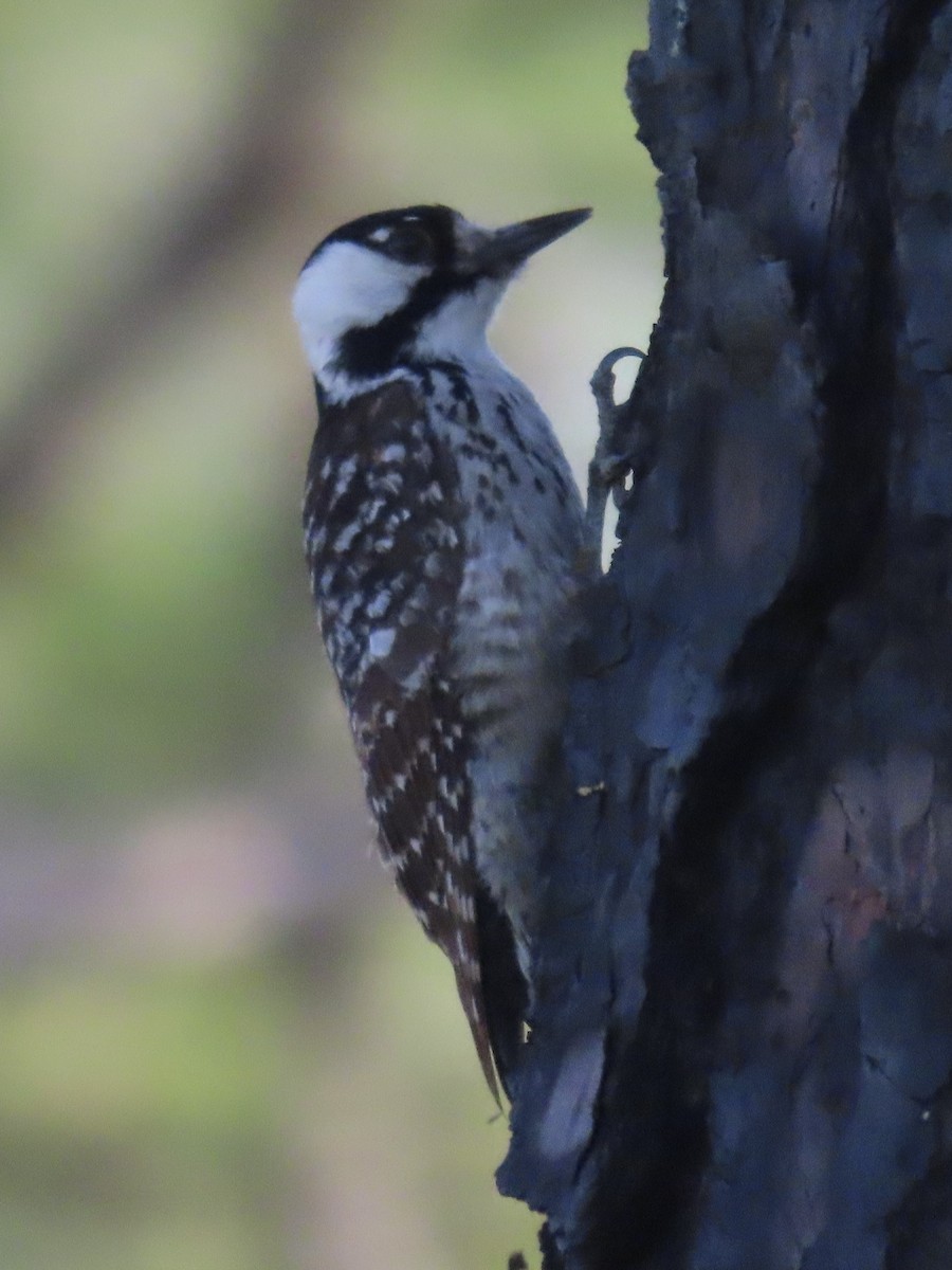 Red-cockaded Woodpecker - ML633723215