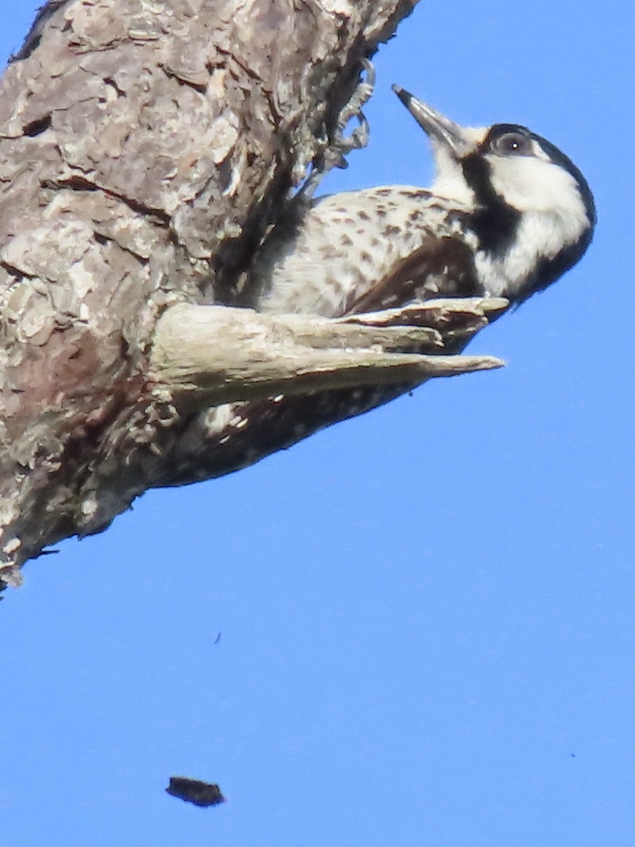 Red-cockaded Woodpecker - ML633723216