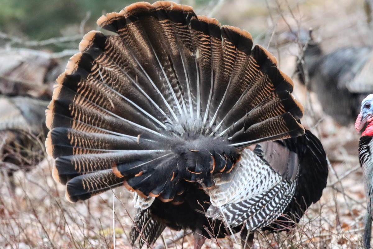 Wild Turkey - ML633723217