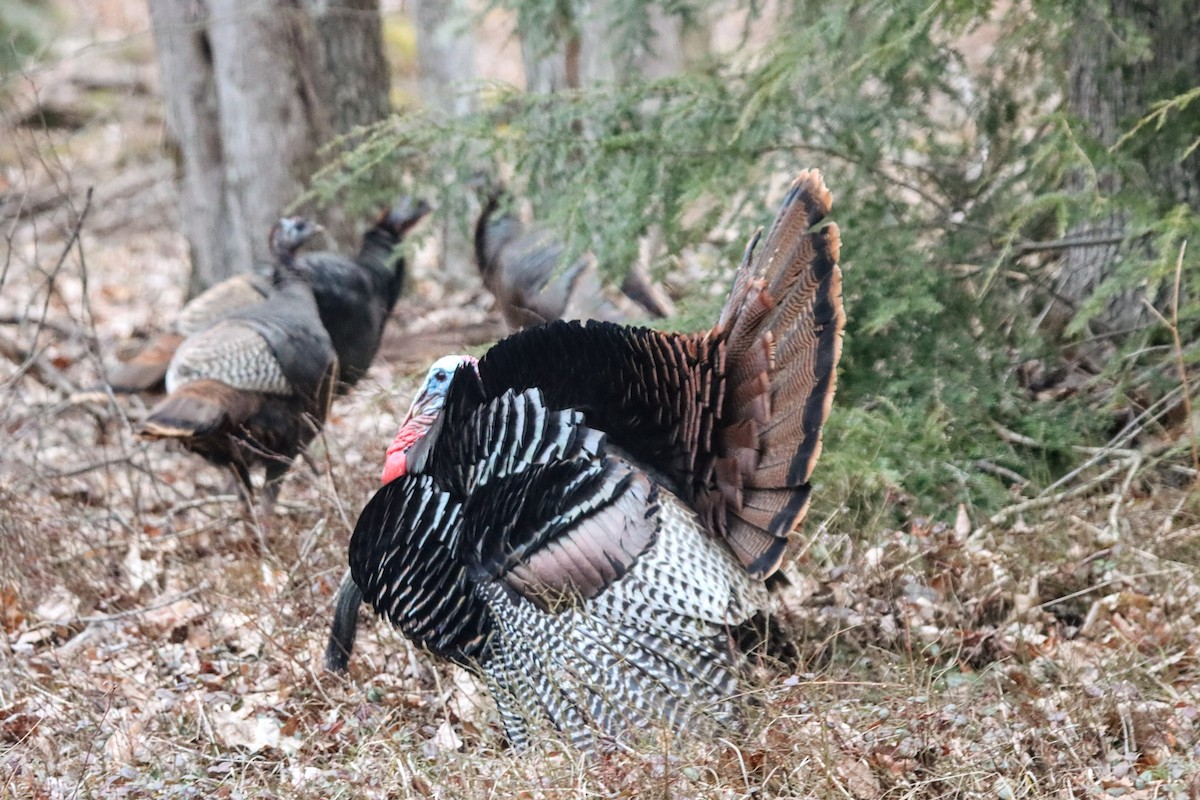 Wild Turkey - ML633723224