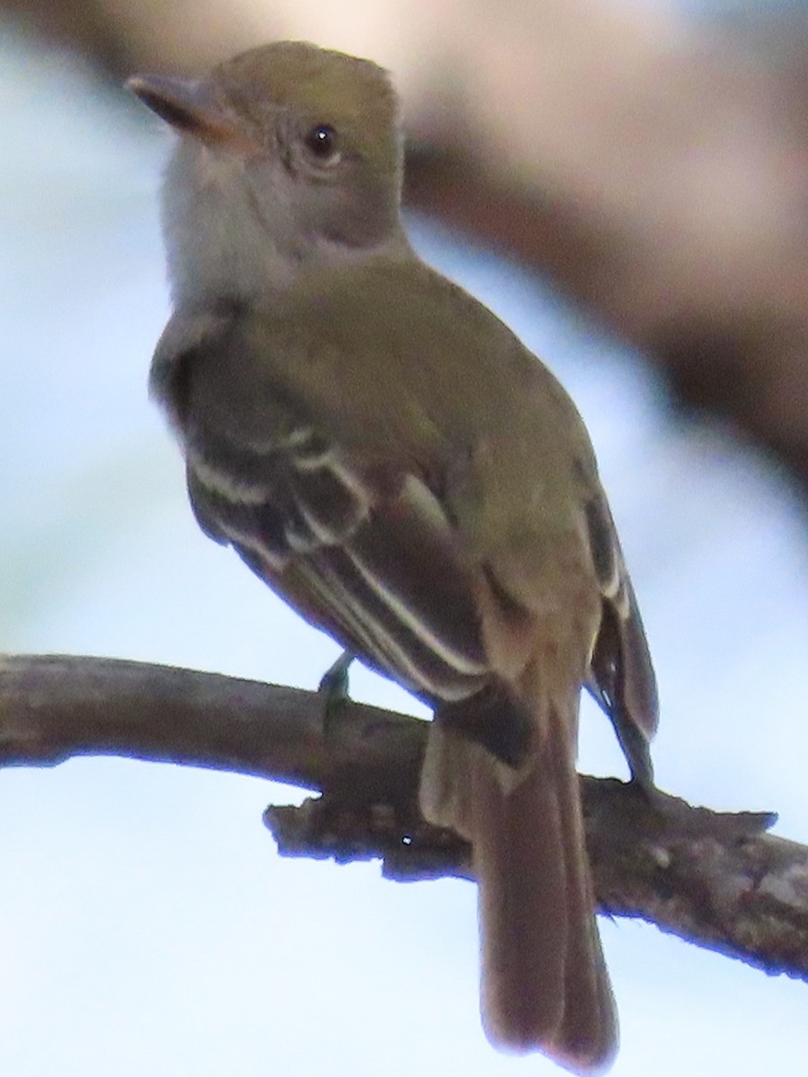 Great Crested Flycatcher - ML633723264