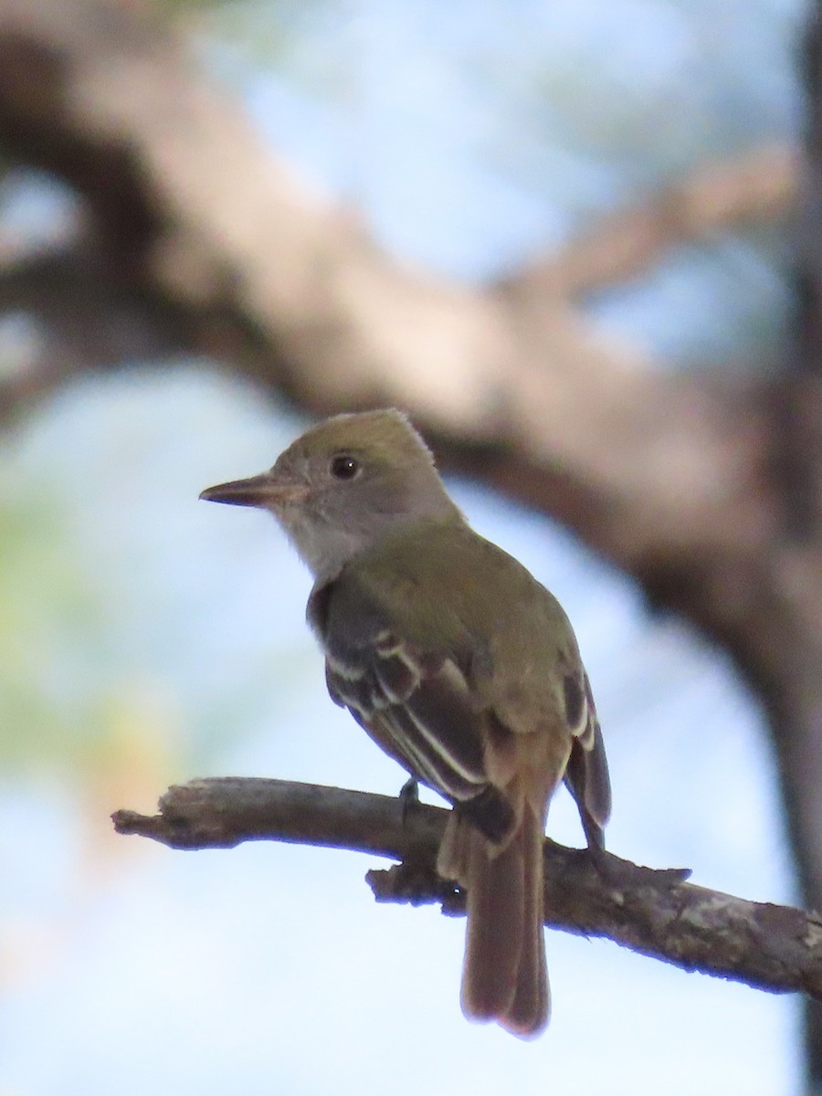 Great Crested Flycatcher - ML633723265
