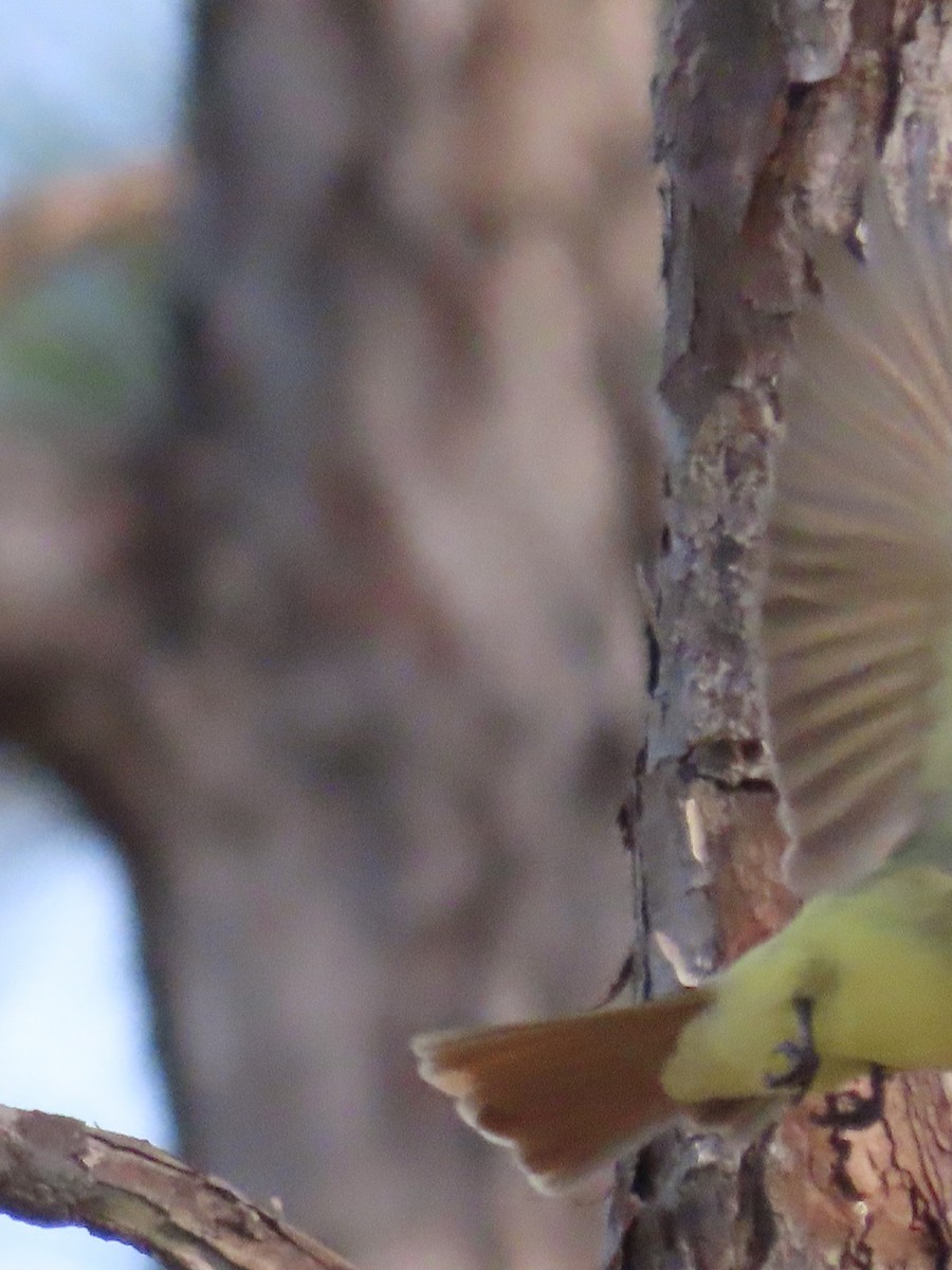 Great Crested Flycatcher - ML633723266