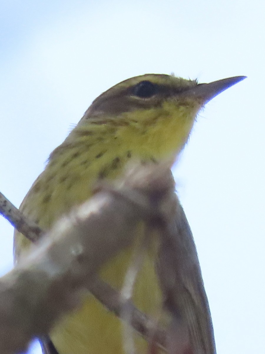 Pine Warbler - ML633723308