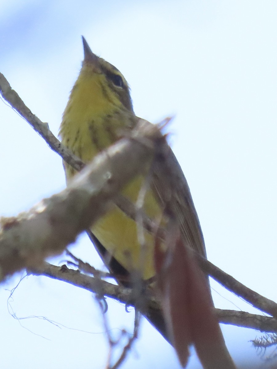 Pine Warbler - ML633723309