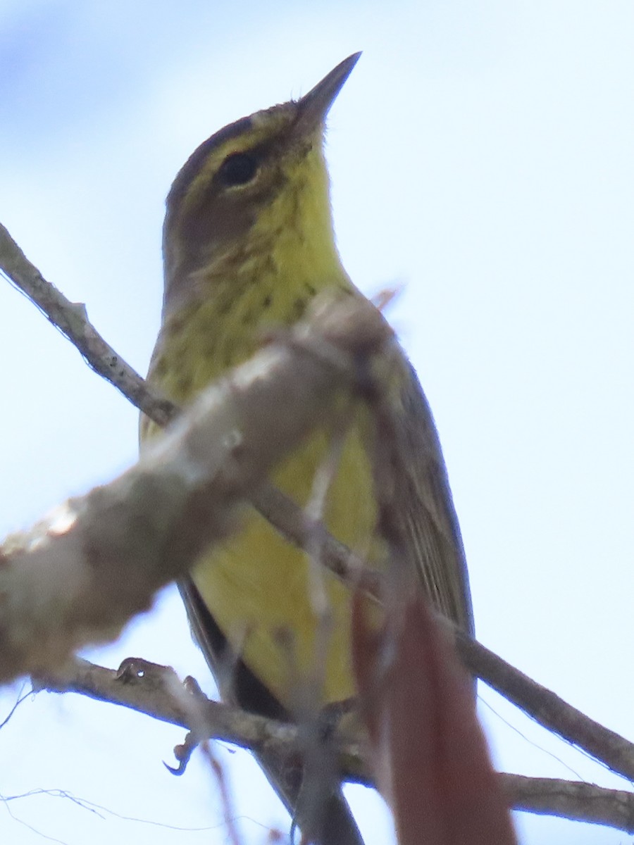 Pine Warbler - ML633723310