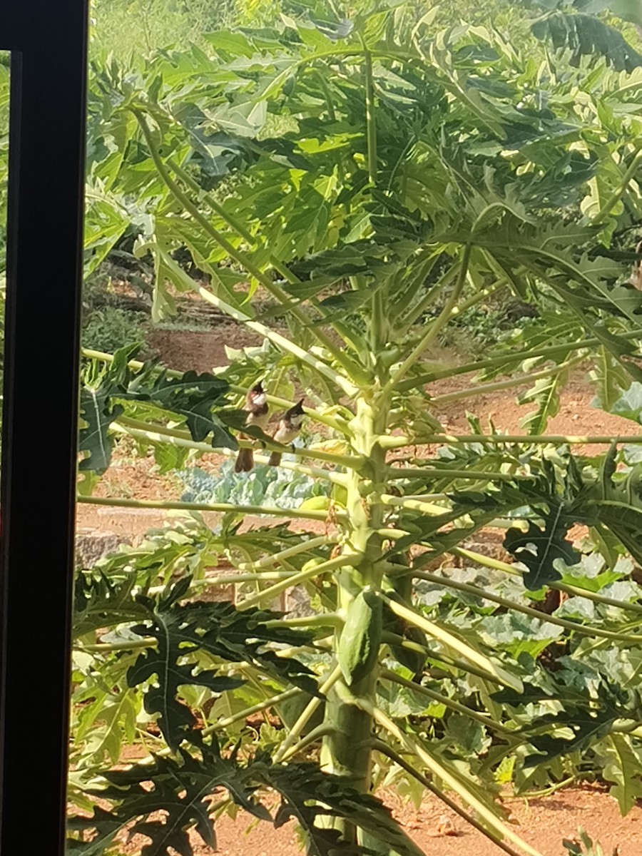 bulbul červenouchý - ML633723442