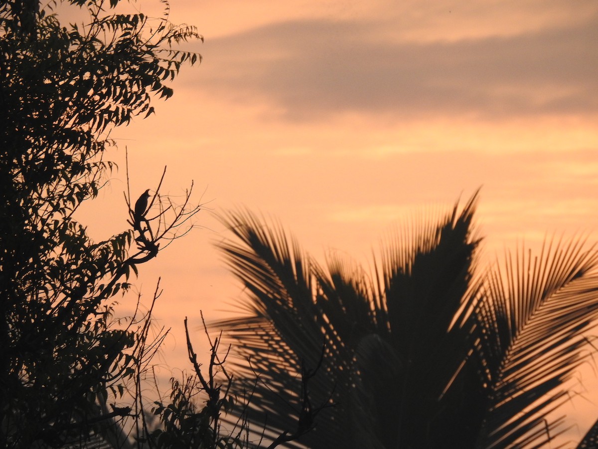 Red-whiskered Bulbul - Akshay Rao