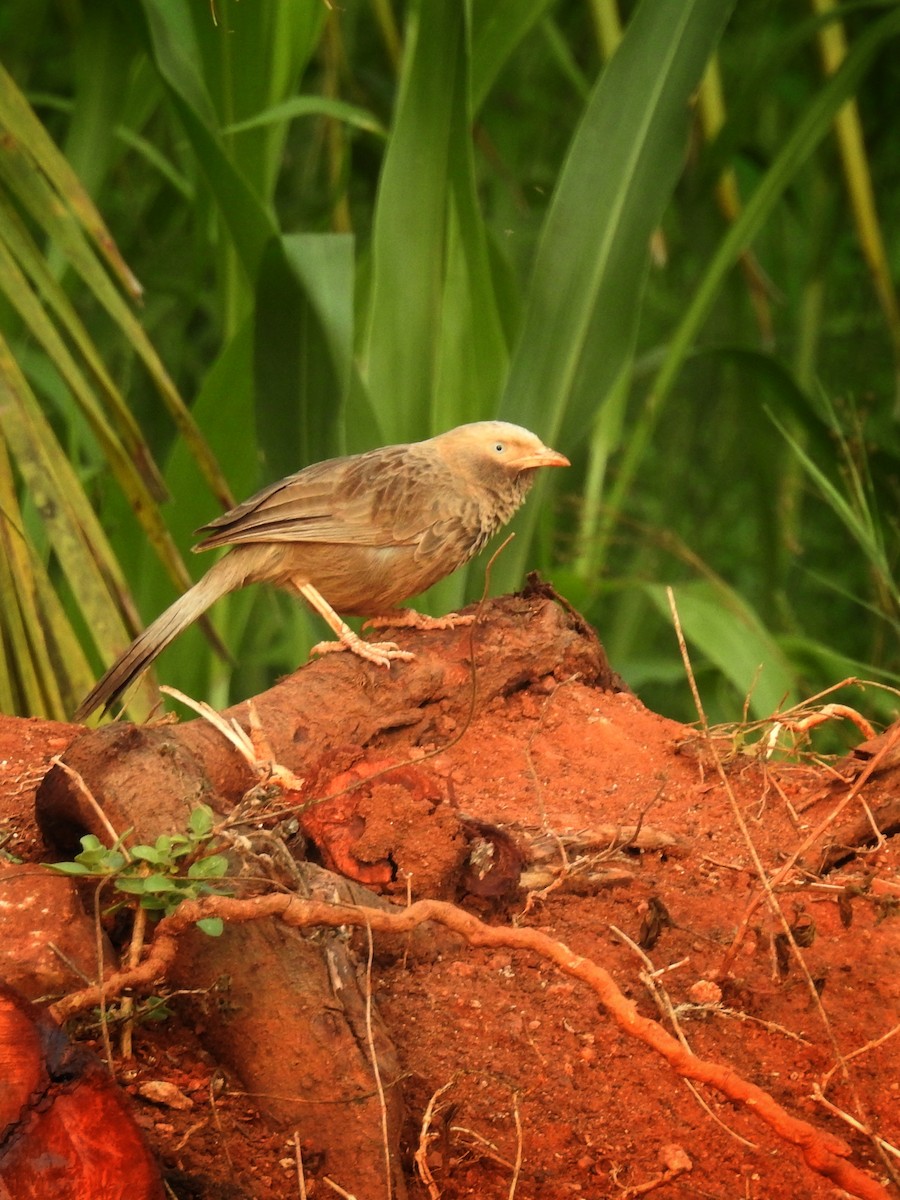 Yellow-billed Babbler - ML633723625