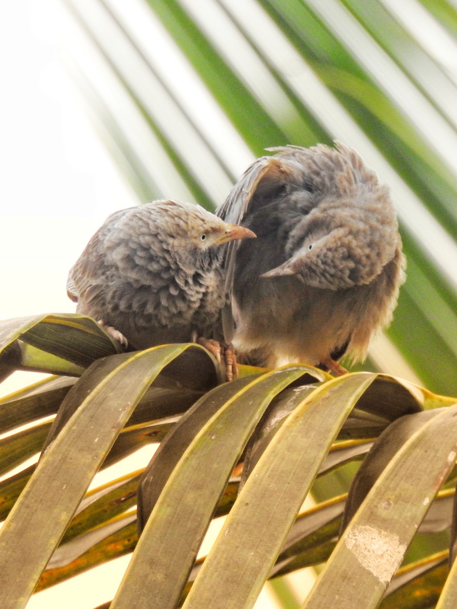 Yellow-billed Babbler - ML633723627