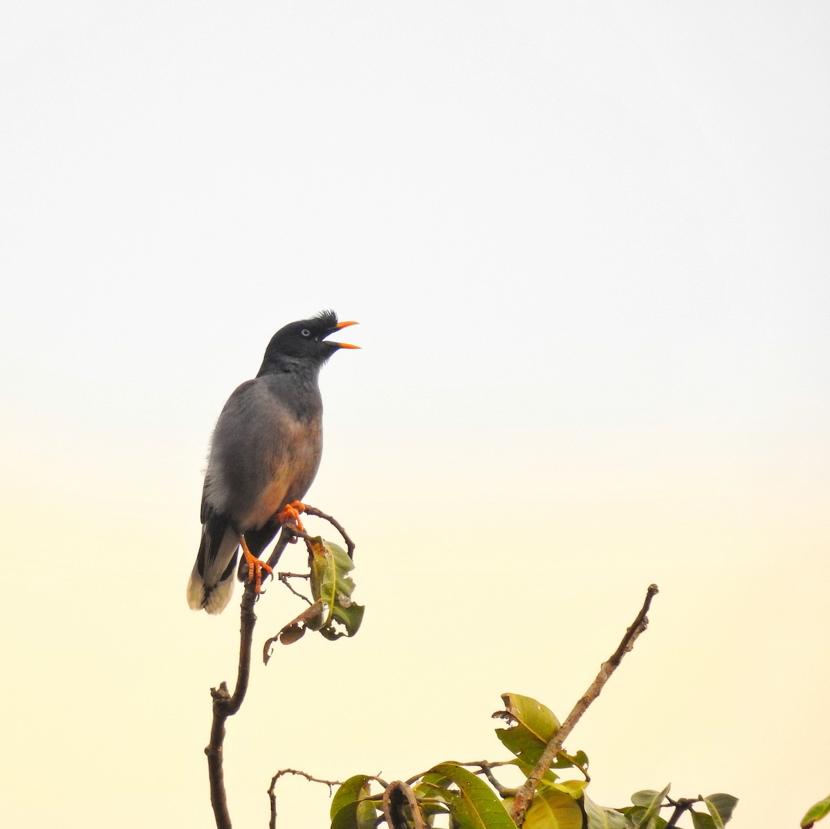 majna hnědá - ML633723646