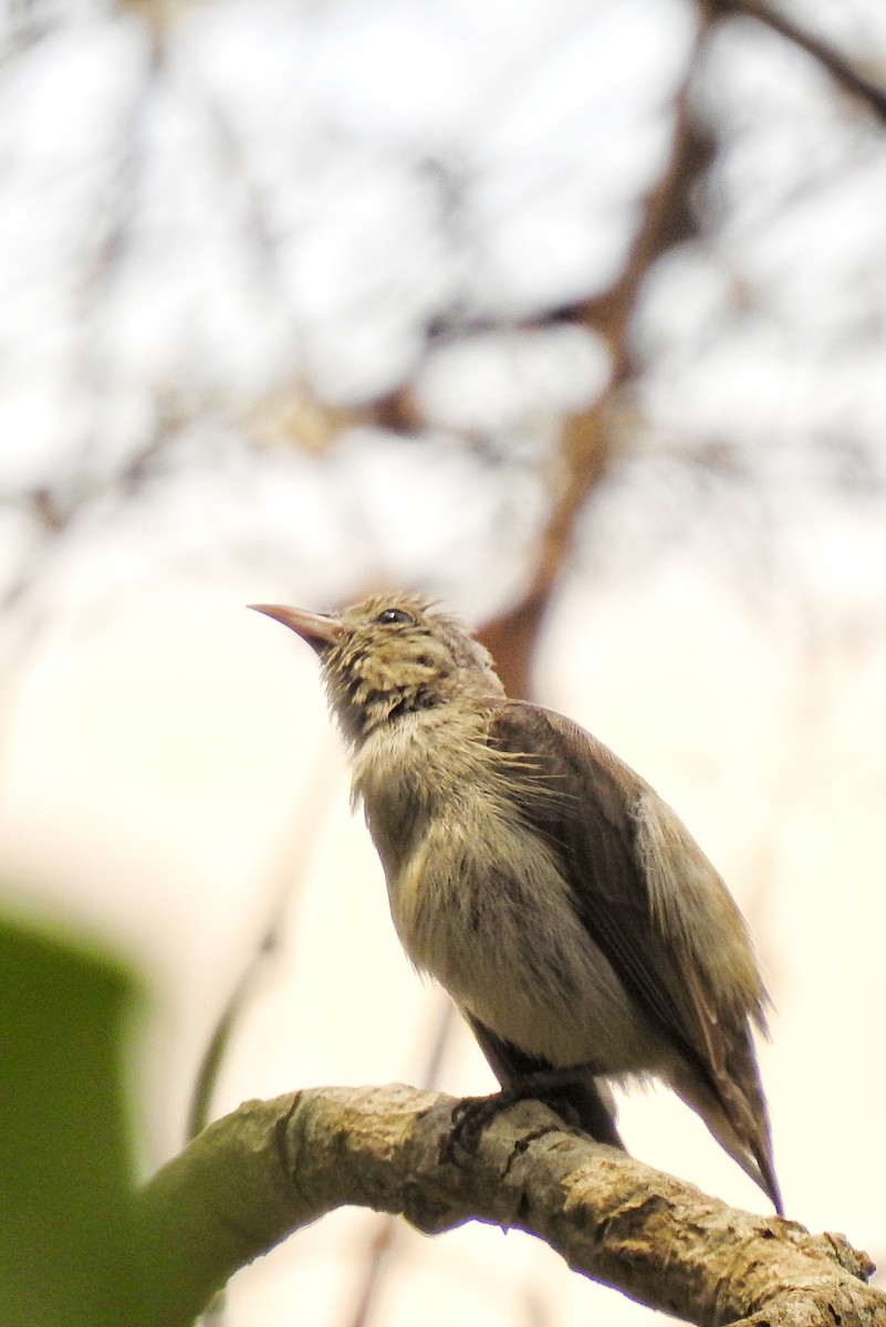 květozob křivozobý - ML633723656