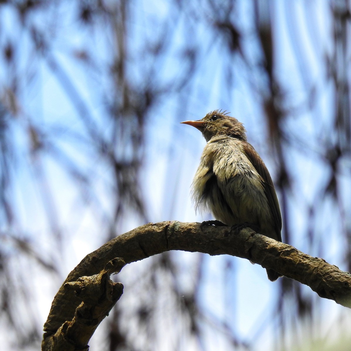 květozob křivozobý - ML633723657