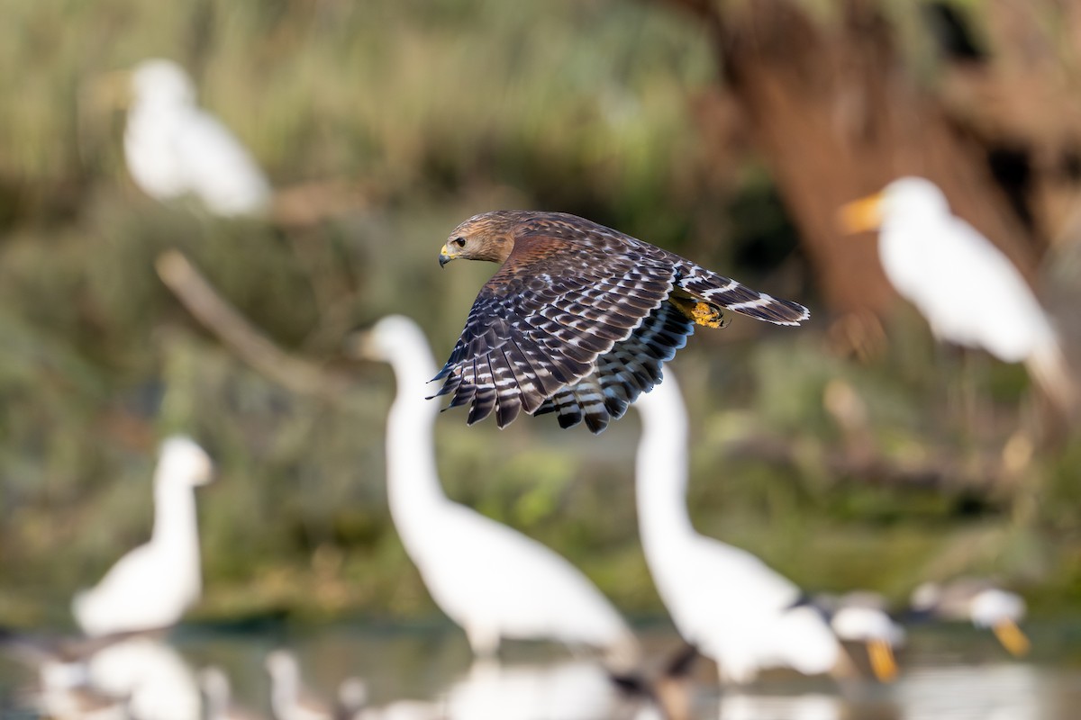 Red-shouldered Hawk - ML633723837