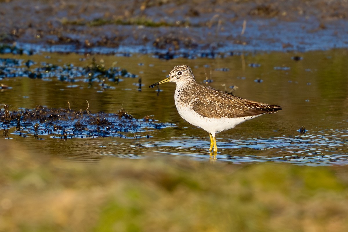 Solitary Sandpiper - ML633723918