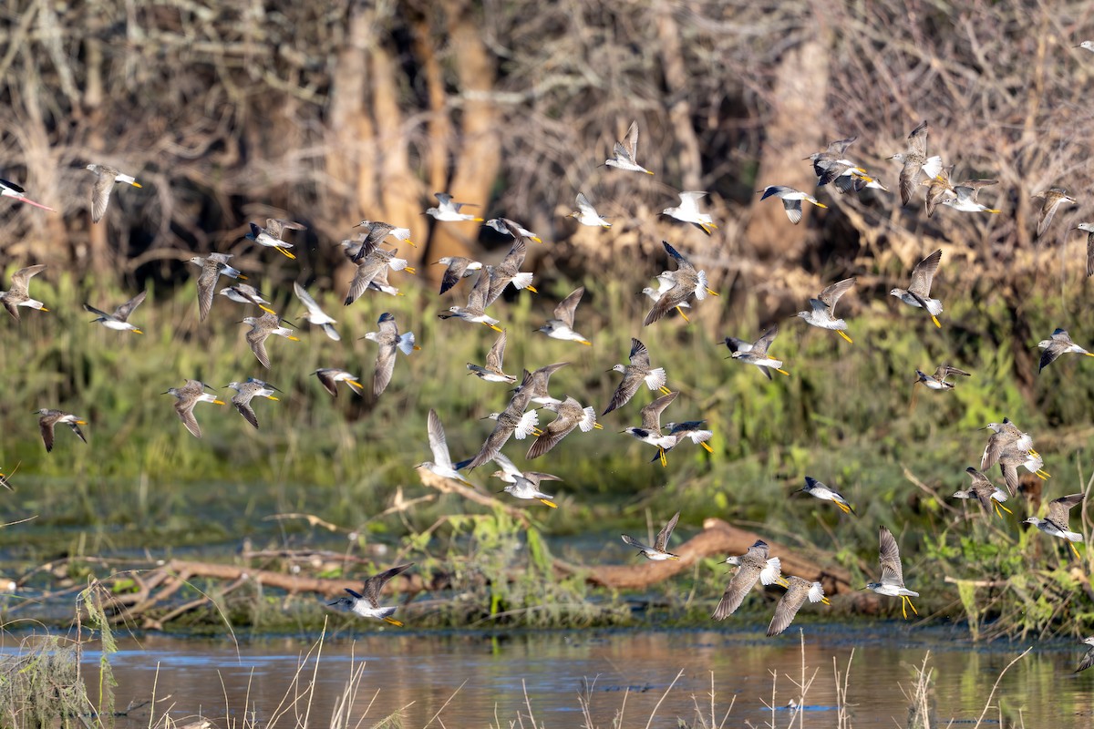 Lesser Yellowlegs - ML633723960
