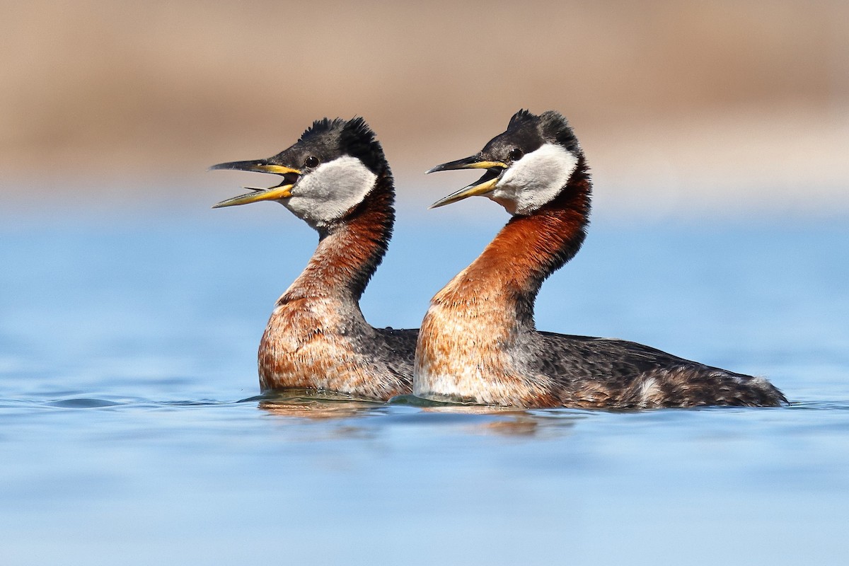 Red-necked Grebe - ML633724018