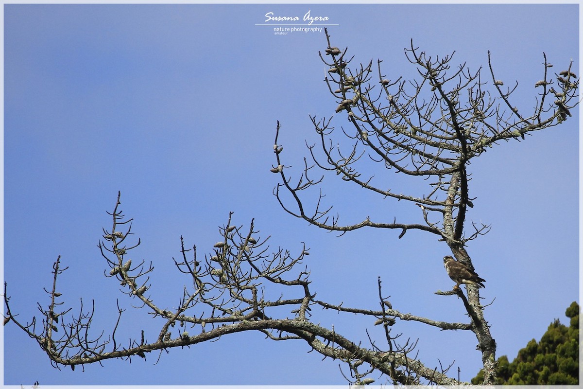 Common Buzzard (Azores) - ML633724200