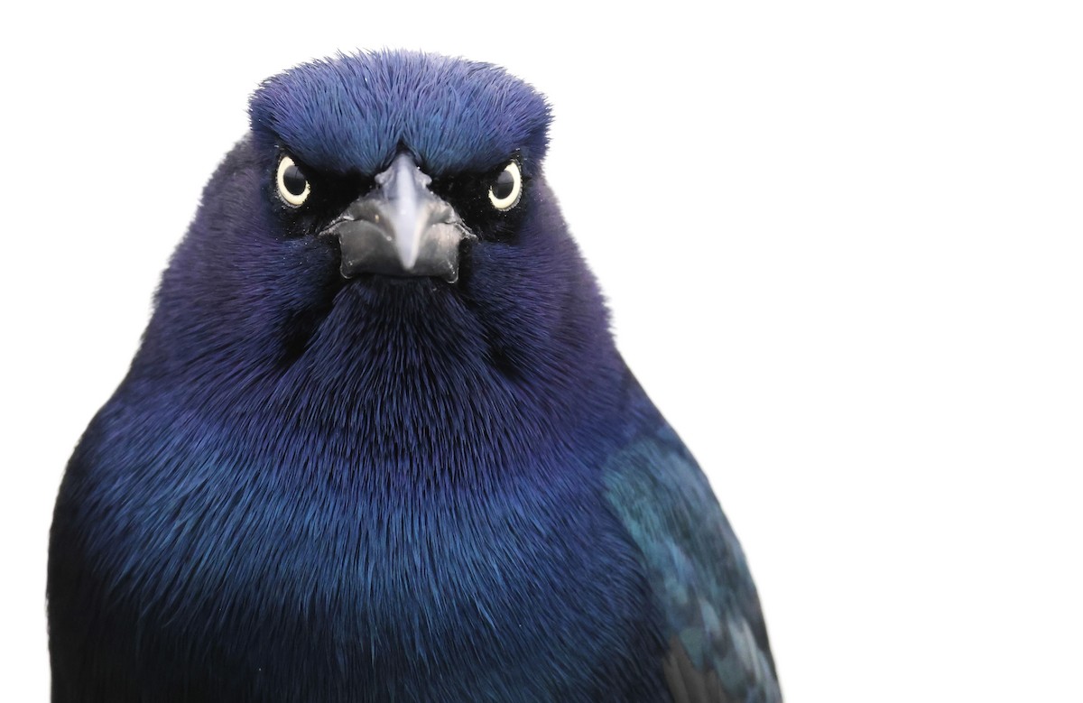 Boat-tailed Grackle - ML633724255