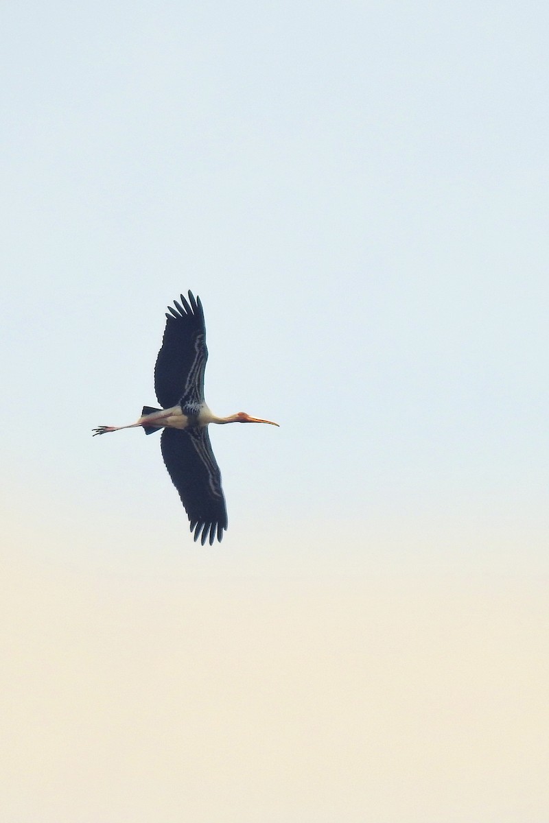 nesyt indický - ML633724339