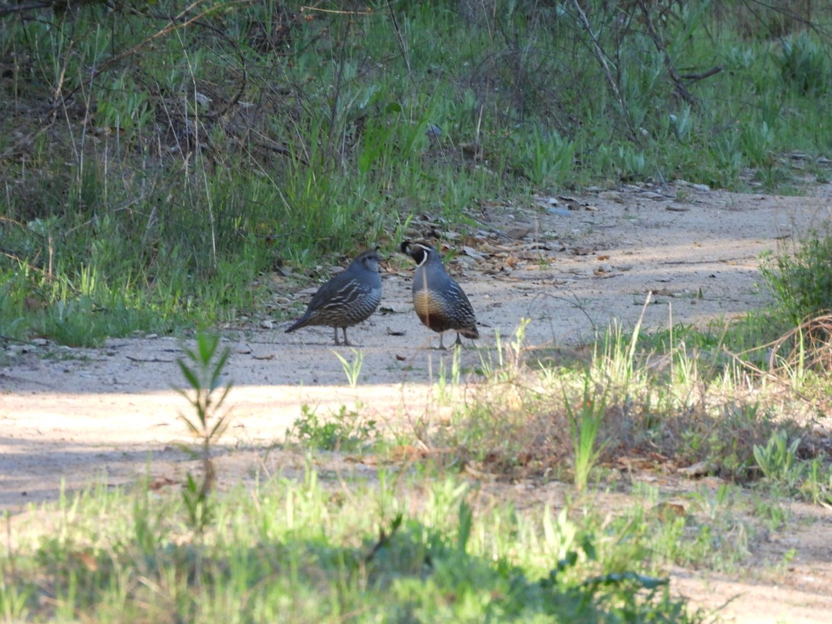 California Quail - ML633724341