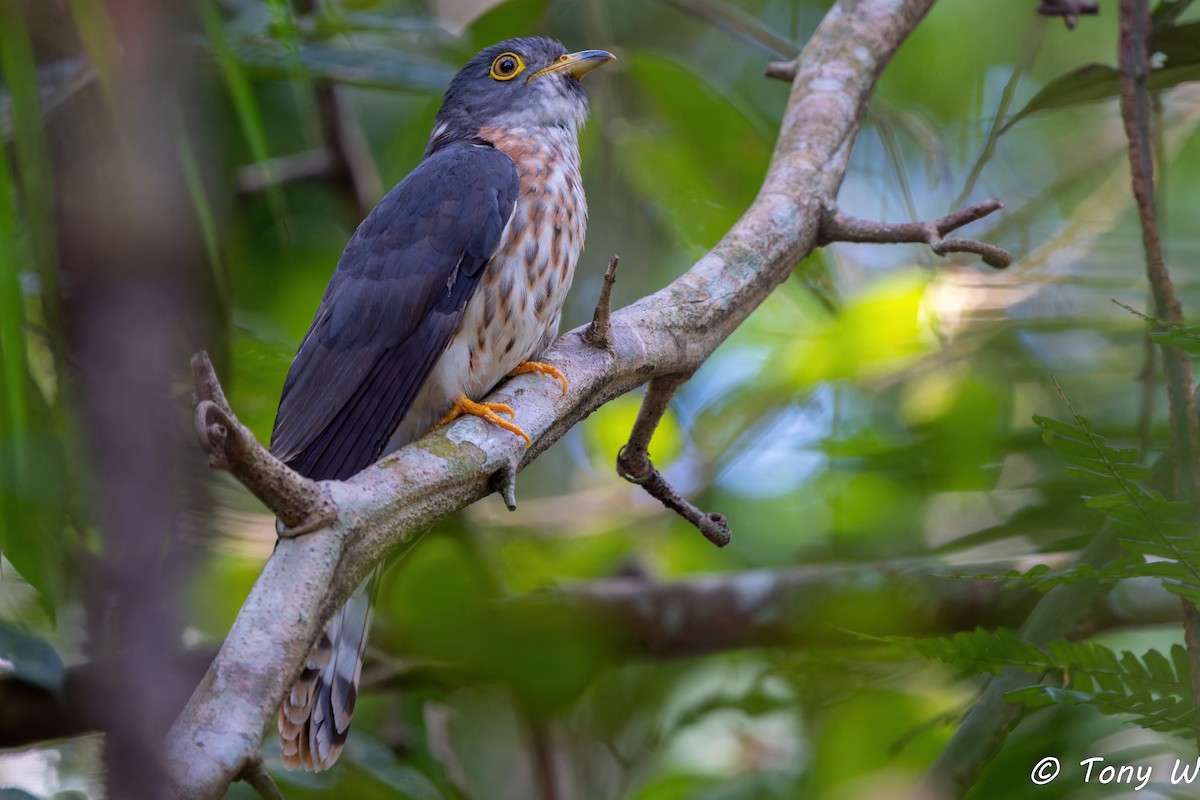 Malaysian Hawk-Cuckoo - ML633724342