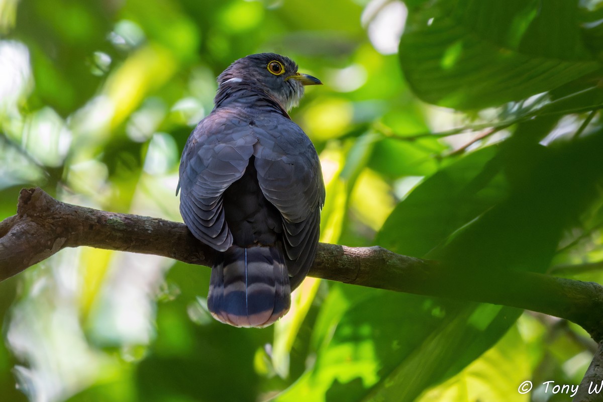 Hodgson's Hawk-Cuckoo - ML633724346