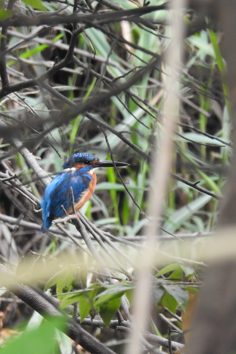 ledňáček říční - ML633724390