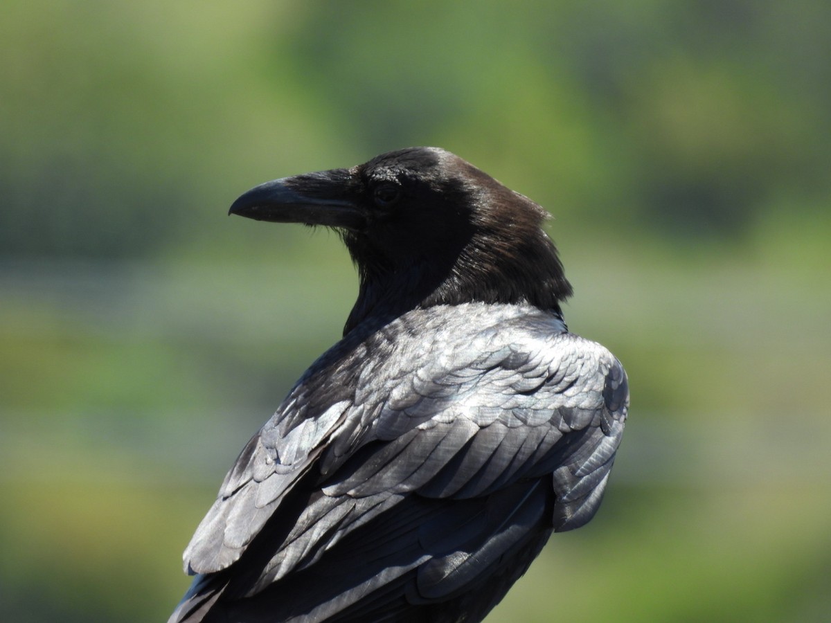 Common Raven - ML633724408