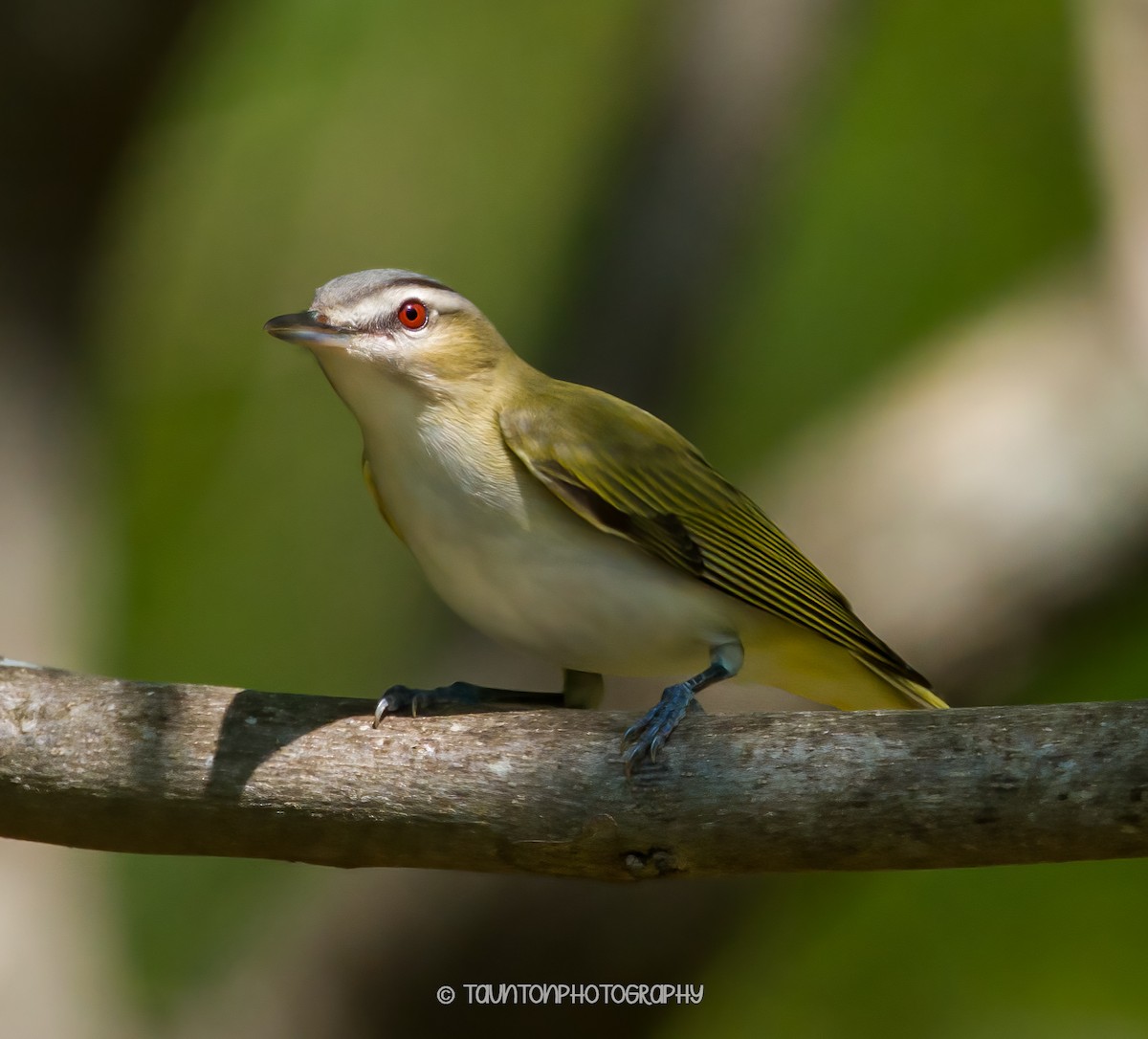 וידאו אדום-עין - ML633724413
