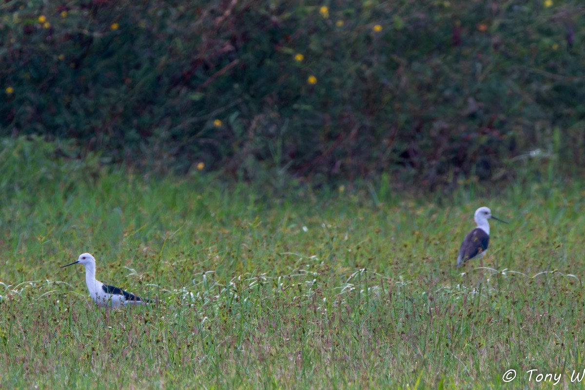 Black-winged Stilt - ML633724418